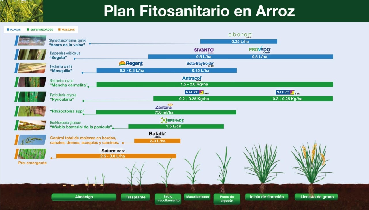 Fenología Arroz