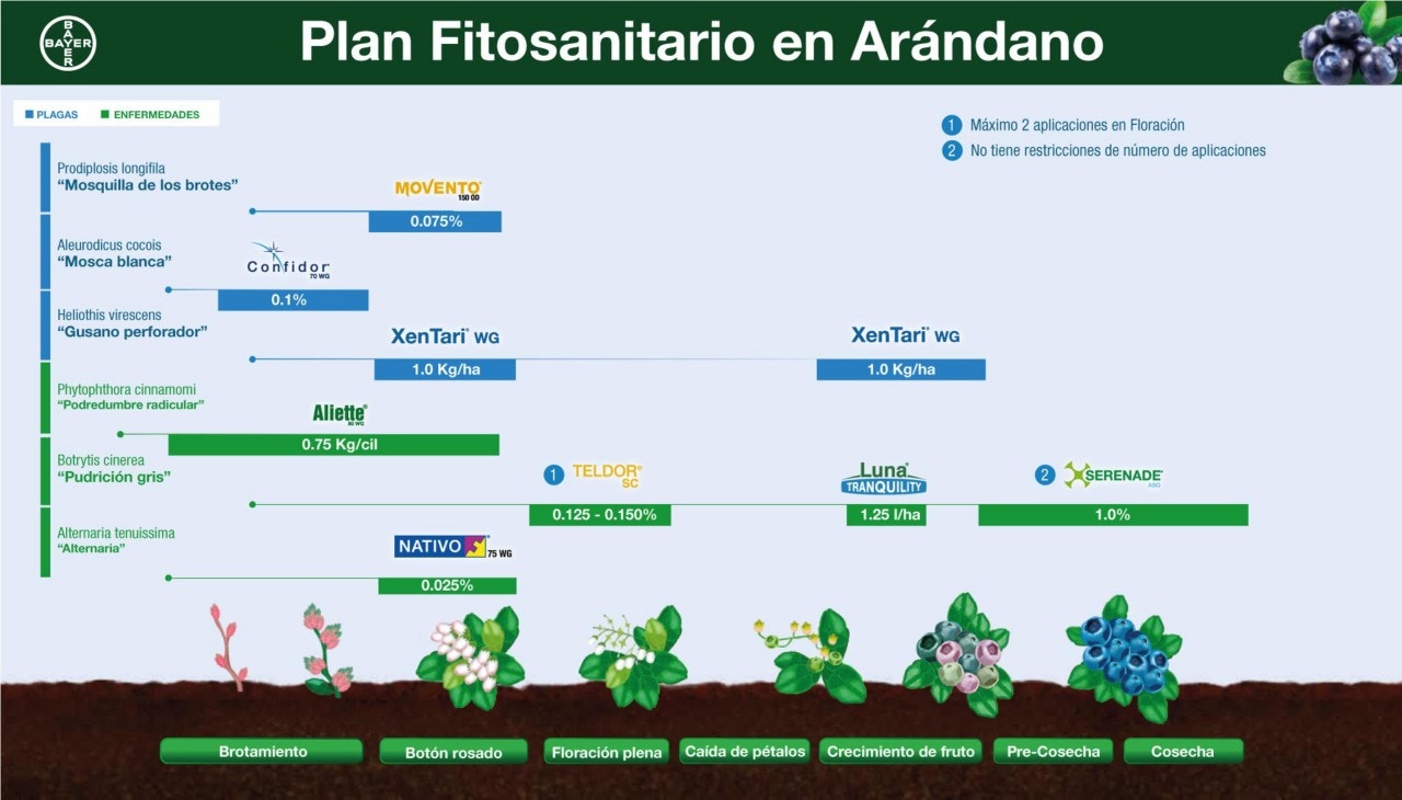 Fenología Arroz