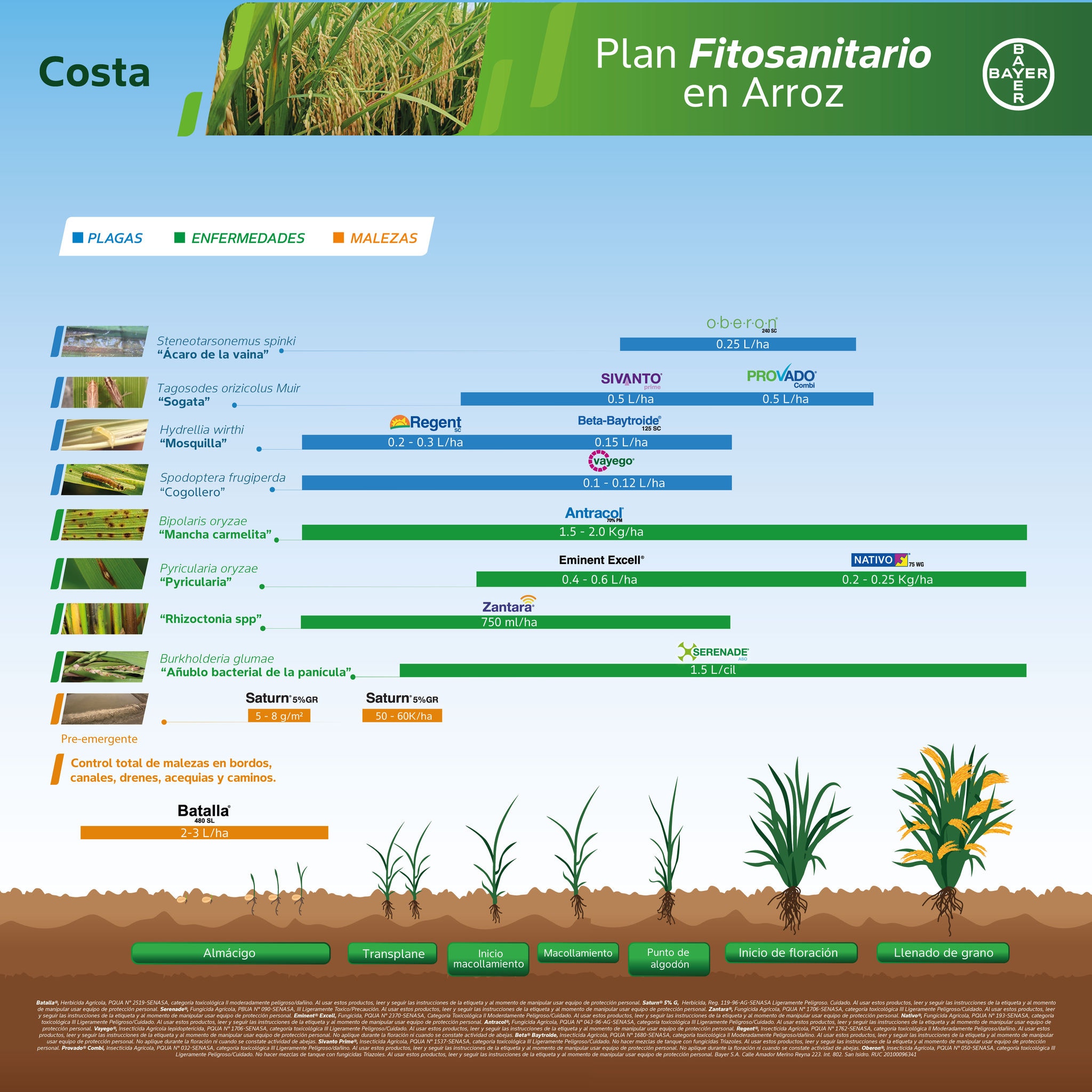 Fenología Costa Arroz