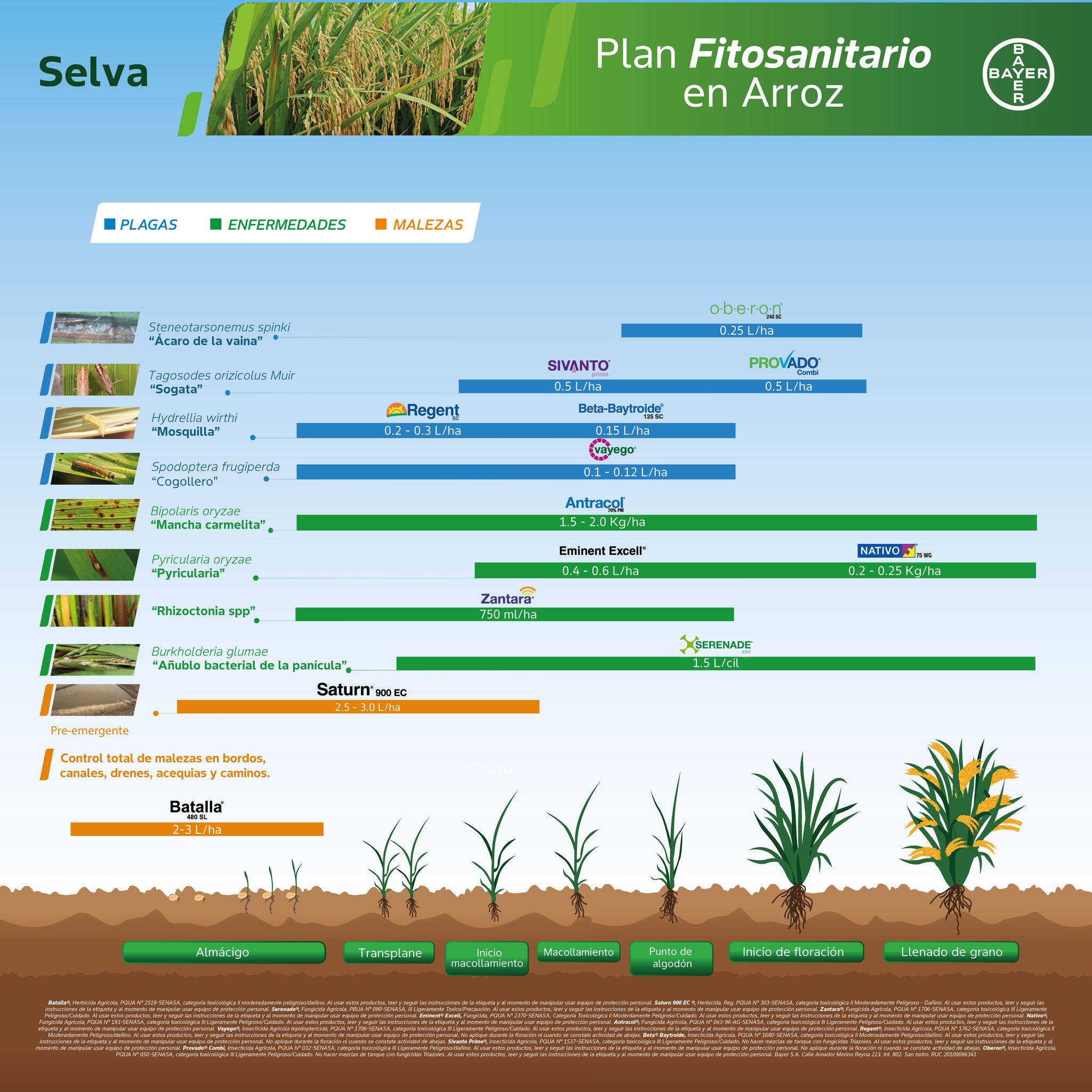 Fenología Selva Arroz