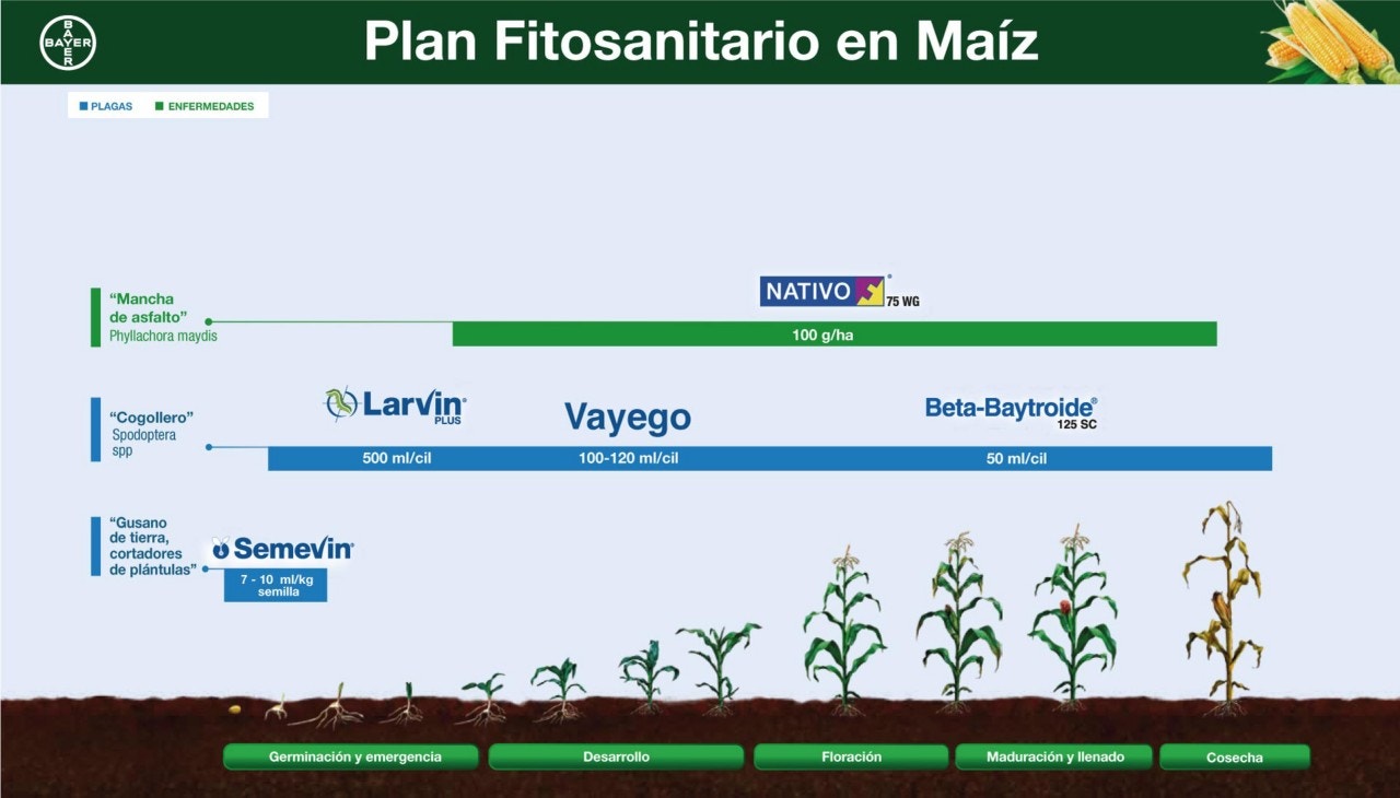 Fenología Maíz