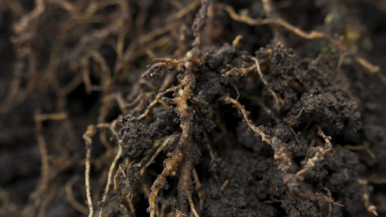Haciendo visible lo invisible: Cómo los nematodos afectan las raíces de tus cultivos